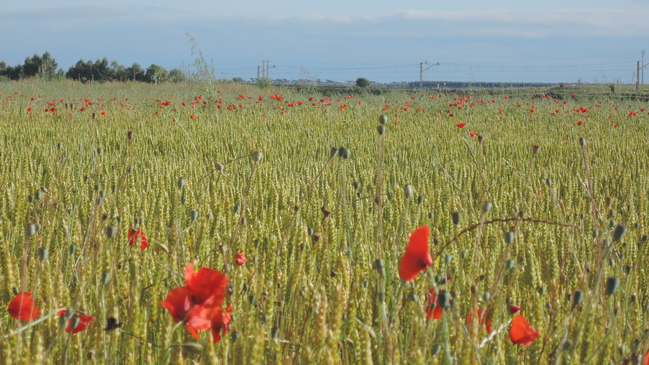 Amapolas entre el trigo, cerca de Beire.