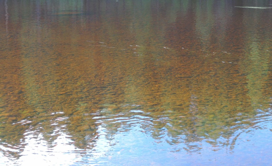 Las aguas fluviales en Finlandia son oscuras por la turba