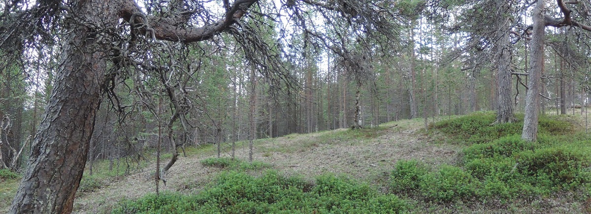 bosqueNaatamo1