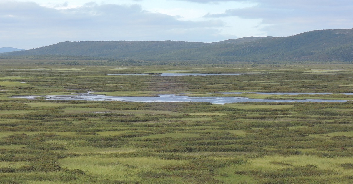 La tundra, el nuevo paisaje predominante para las futuras etapas de mi viaje