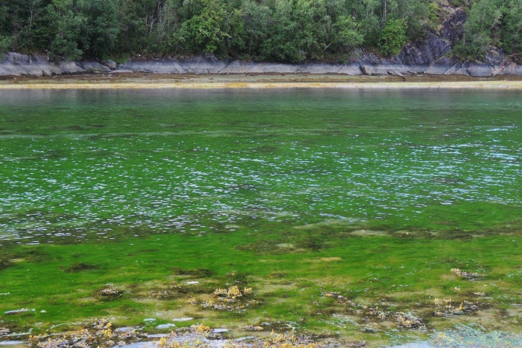 Un remanso de agua junto al camping